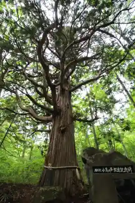 戸隠神社火之御子社(長野県)