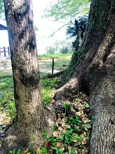 千栗八幡宮の自然