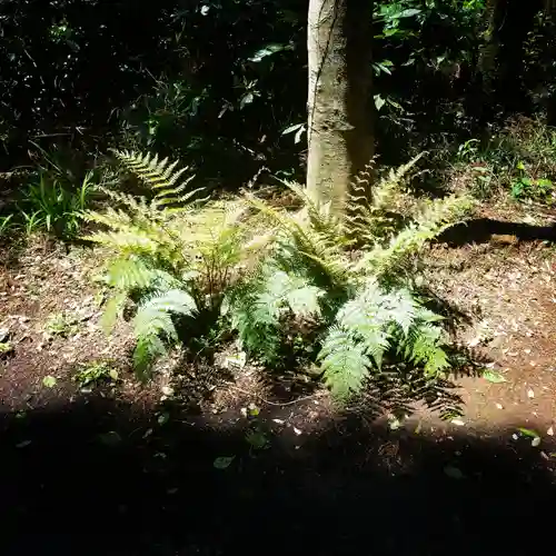 鹿島神宮の自然