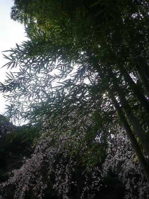 安國論寺(安国論寺)の自然