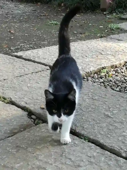 間々田八幡宮の動物