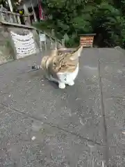 前玉神社の動物