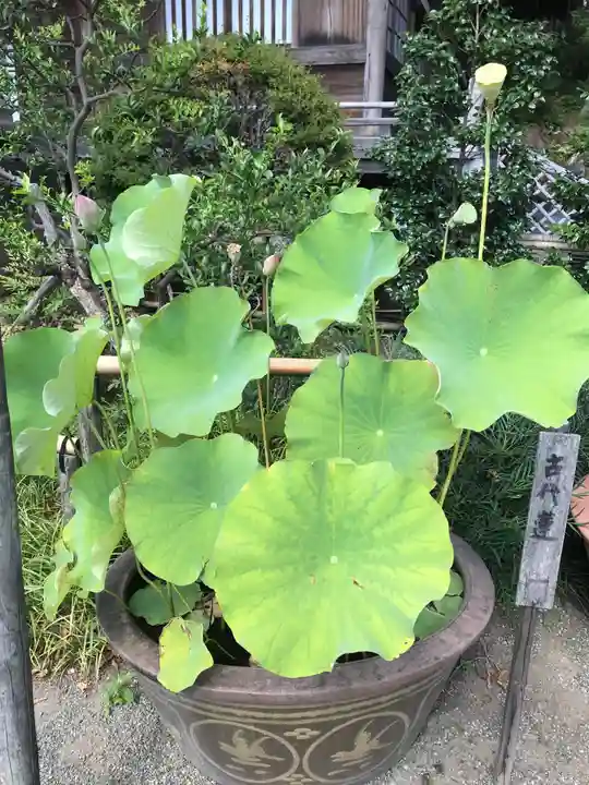 妙蓮寺(神奈川県)