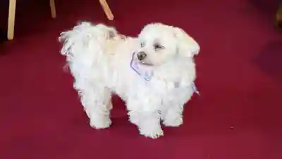 本昌寺(京都府)