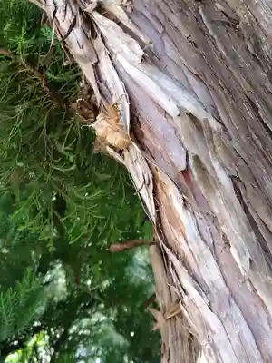 福井神社(福井県)