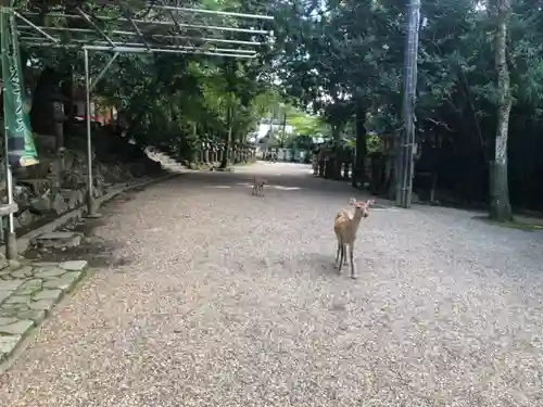 春日大社の動物