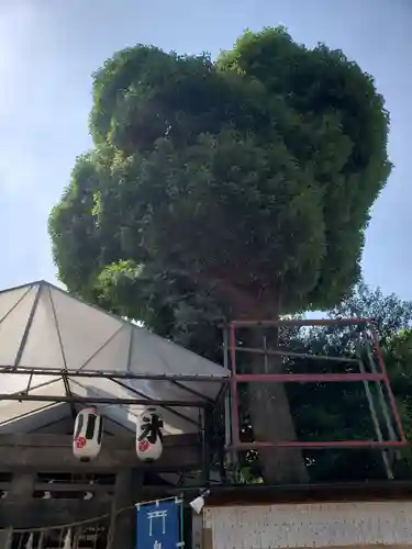 幡ケ谷氷川神社の自然