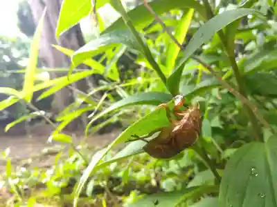 福井神社(福井県)