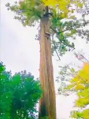 一ノ矢八坂神社の自然