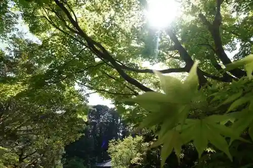 浄瑠璃寺の自然