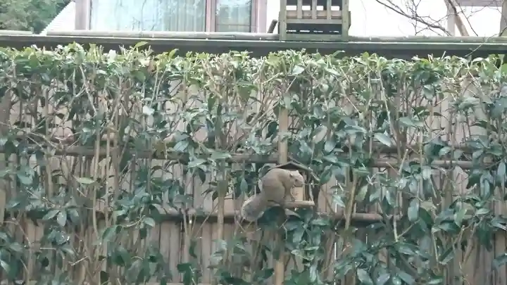 明月院(神奈川県)