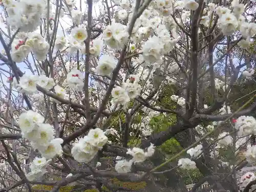 鶴岡八幡宮の自然