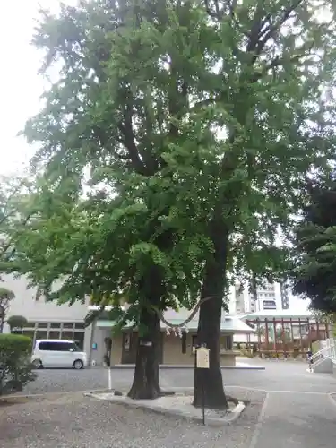 千住神社の自然