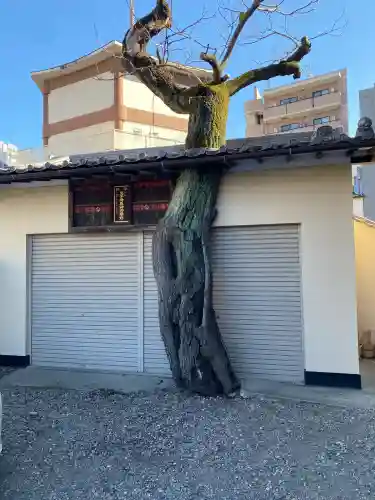 真源寺（入谷鬼子母神）(東京都)