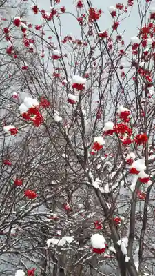 新琴似神社の周辺