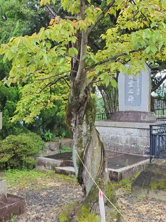 兵庫縣神戸護國神社の自然