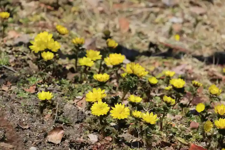 三春大神宮の自然