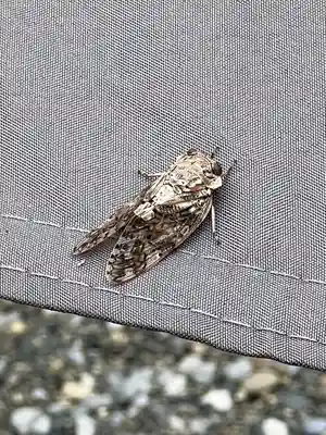 結城諏訪神社(茨城県)