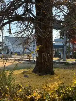 出雲大社会津分霊社の自然