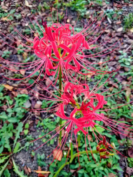 平野神社の自然