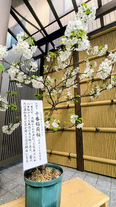 十番稲荷神社の自然