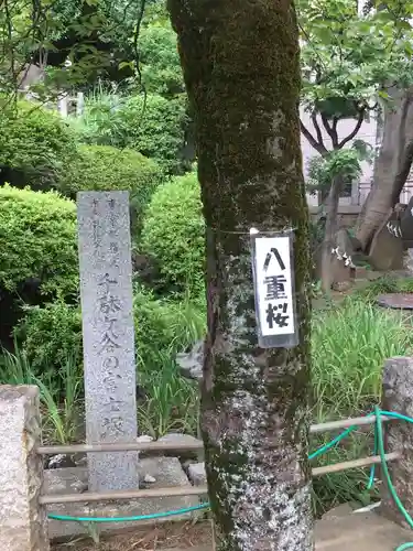 鳩森八幡神社の自然