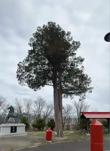 中富良野神社の自然