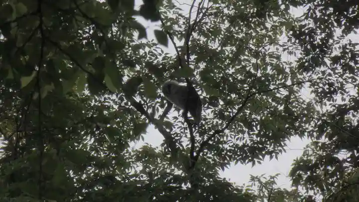 野木神社の動物