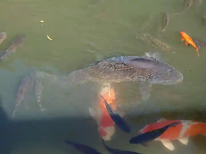 出雲大社北島国造館 出雲教(島根県)