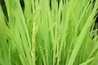 横浜御嶽神社の自然