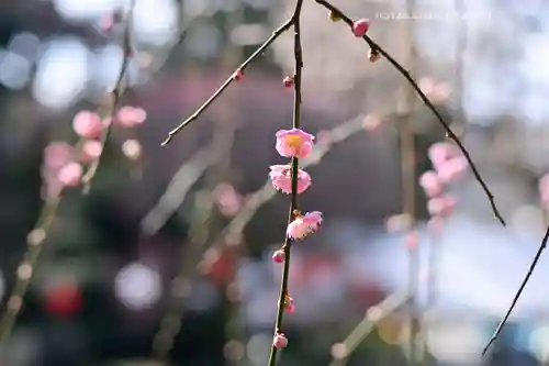出雲大社相模分祠(神奈川県)