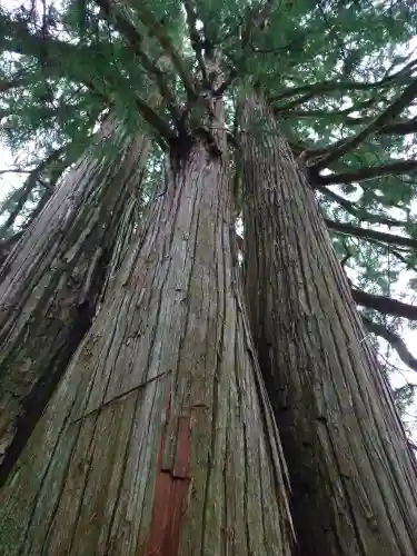 戸隠神社中社(長野県)