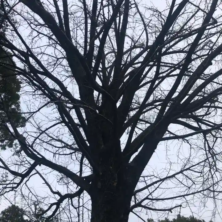 田無神社の自然