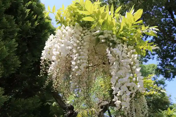 高屋敷稲荷神社の自然