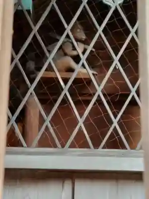 出雲路幸神社(京都府)