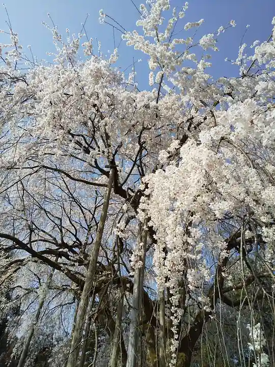 足羽神社の自然