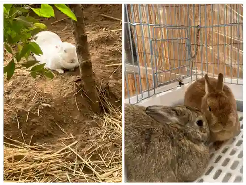 太子堂八幡神社の動物