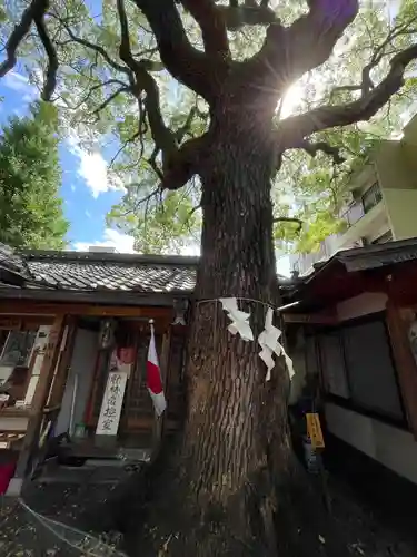 若一神社の自然