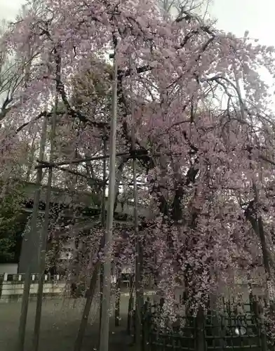 大國魂神社の自然