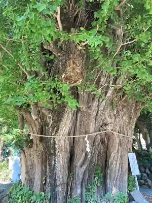 五所神社(神奈川県)