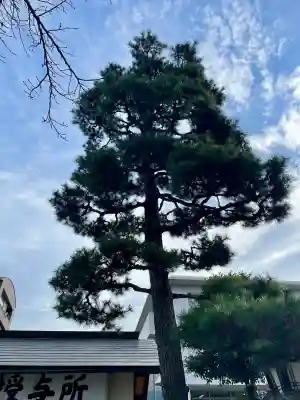 桜神宮(東京都)