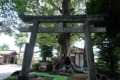 出雲大社相模分祠の鳥居