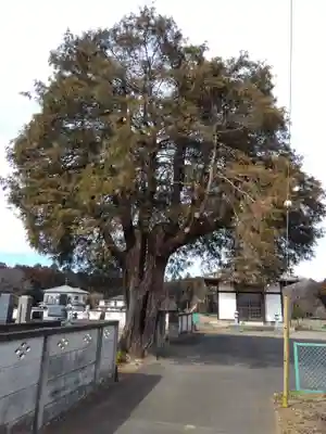 大薬寺(埼玉県)