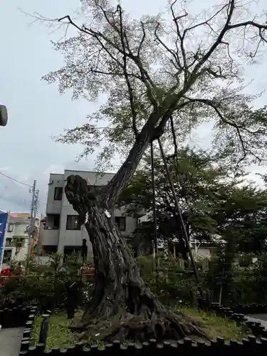 駒繋神社の自然