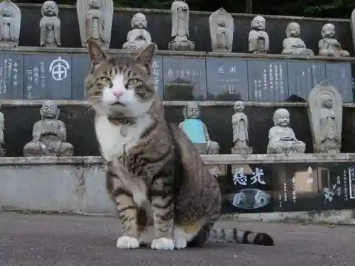 御誕生寺（猫寺）(福井県)