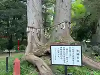 妻沼聖天山歓喜院の自然