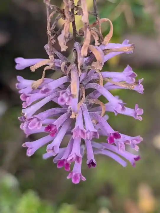妙安寺(東京都)