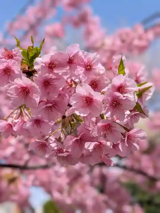 鳩森八幡神社(東京都)