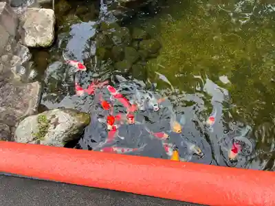 薫的神社(高知県)