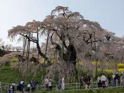 瀧桜神明宮(福島県)